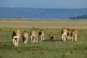 Like AFRICAN CATS on Facebook at: http://www.facebook.com/Disneynature ...