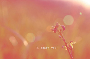adore, flower, i adore you, love, nature, photography, pink, quote ...
