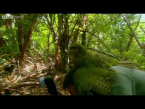 ... mark carwardine find a kakapo a super rare parrot as mark tries to