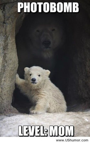 Polar bear photobomb level mom US Humor - Funny pictures, Quotes, Pics ...