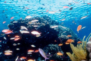 ... the potential to impact on the Great Barrier Reef. (File photo: AFP