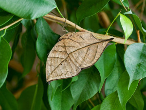 The Indian leaf butterfly (Kallima paralekta) reveals its ability to ...