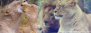 Lion Facebook Cover Twitter...