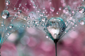 Gorgeous Macro Photographs of Dew-Soaked Dandelions by Sharon ...