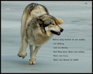 High resolution wolf wisdom desktop/laptop wallpaper. Listed in insnow ...