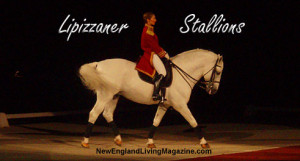 lipizzaner stallions, lipizaner stallions
