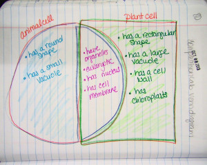 Paring Animal Cell And Plant