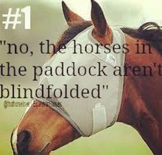 Horse Sayings