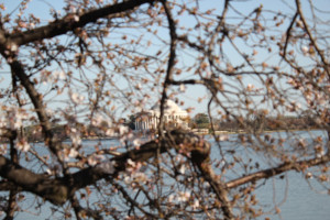 George Washington Cherry Tree Quote The washington cherry tree ...