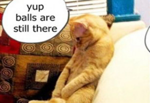 Funny Animals with Quotes