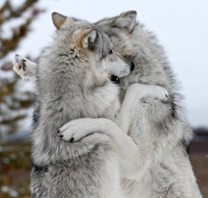 photography animals cute wolf playing wolves gray wolf