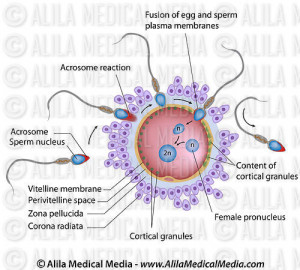 egg and sperm fertilization diagram