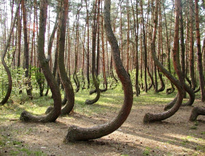 Mysterious: These crooked pine trees are just some of 400 whose trunks ...