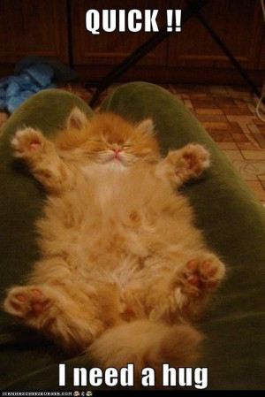 Funny-lazy-cat-resizecrop--.jpg