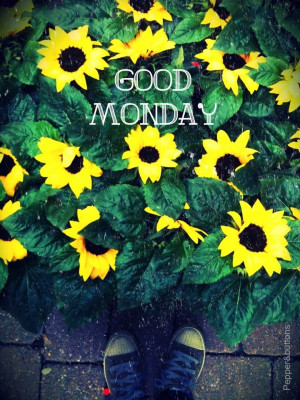 Good Monday {by p} sunflowers in the rain