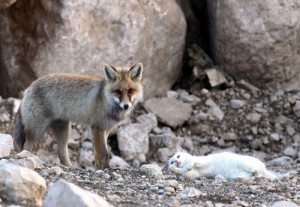 Unbelievable - Wild Fox & Cat Unlikely Friendship