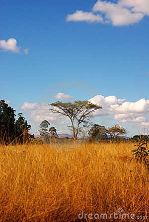 African Savannah Landscape