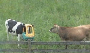 dear oh dear lol! Another random photo...this time its a cow with a ...