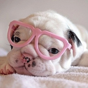 Puppies wearing glasses, #toocute