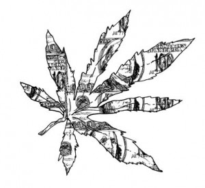 ... Emerald Triangle. Life on a weed farm in Humboldt County, California