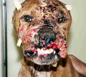 massacre animaux (image pour si vous craignez pas ...)