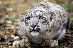 Snow leopards have long hind limbs and shortened front limbs, which ...