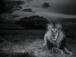 The Short Happy Life of a Serengeti Lion
