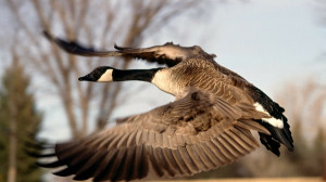 flying birds canada flight canadian goose geese 1920x1080 wallpaper ...