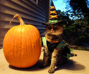 Published by Editor at 2:00 am under Funny Halloween Cats