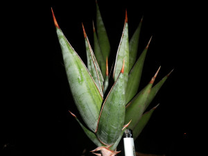 ... and Seed Trading forum : Have Sansevieria Plant (S. Sp Blue Leaf