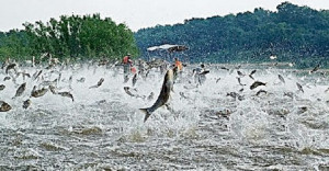 Search Results for: Asian Carp Jumping