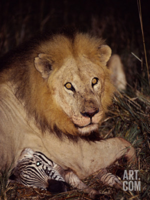 Male African Lion Pauses from His Zebra Kill to Stare at the Camera ...