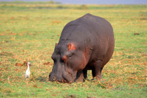 Beautiful+African+Savannah+animal+safari+amazing+hippopotamus+picture ...