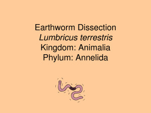 Earthworm Dissection Quiz