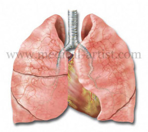 The lungs exchange gases through specialized cells located in the thin ...