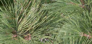 the lumber state this maine state nickname is closely tied