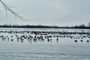 Our waterfowl hunts range from