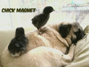 ... , Pugs Dogs, Chick Dig, Cuddling Buddies, Funnies Pugs, Chick Magnets