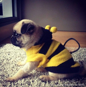 bumble bee pug