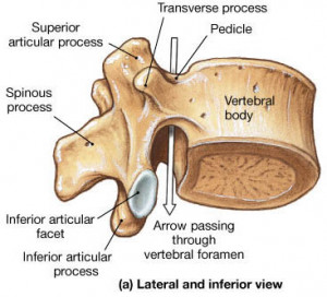 Superior and Inferior Articular Process of Vertebrae