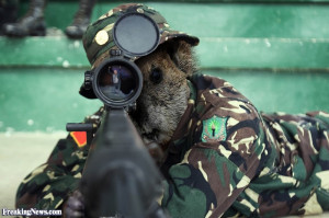 Army Sniper Groundhog