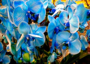 Blue orchids photo via www.Facebook.com/Nancy.Beardsley.Art