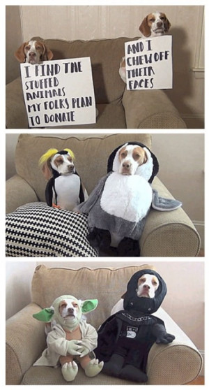 Funniest Dog Costume Ever Batman Lol Funny Pictures Quotes Picture