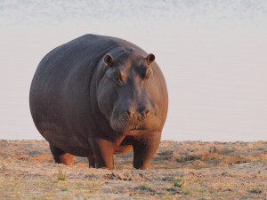 Chobe National Park 400