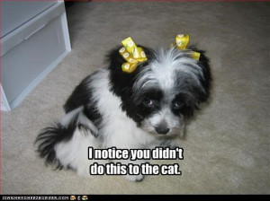 hair bows,lolcats,pampered,puppy,shihtzu