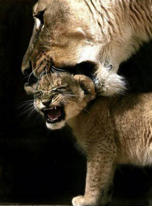 mother lion Image
