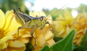 about-grasshopper-lawncare.jpg