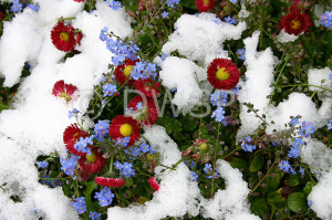 Snow Covered Flowers