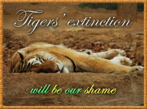 Tigers’ extinction will be our shame.