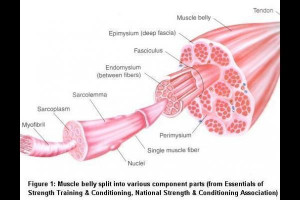 Quotes Images All Sore Muscles Happy Pain